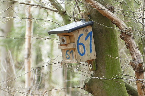 nesting kasse, Skov, træ, plante, ingen mennesker, natur, jord, træstamme, skilt, bagagerum, meddelelse, dag, træ - materiale, afdeling, udendørs, pil symbol, fokus på forgrunden, nummer, Information, informationsskilt, vækst, 5K, CC0, offentligt domæne, royaltyfrie