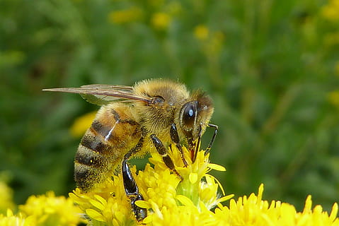 schließen, Fotografie, Honigbiene, Gelb, Blume, Biene, Fehler, Insekten, Bienen, Natur, Makro, Garten, Honig, Bienenstock, Blumen, Hummel, blühen, Insekten Hotel, Tier, Tierthemen, ein Tier, Tierwelt, blühende Pflanze, Tiere in freier Wildbahn, Pflanze, wirbellos, Schönheit in der Natur, Zerbrechlichkeit, Insekt, Blütenkopf, Nahansicht, Frische, Bestäubung, Blütenblatt, Frühling, keine Leute, draußen, 4K, CC0, gemeinfrei, lizenzfrei