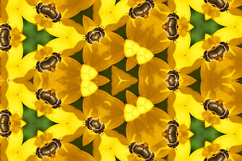 natur, insekt, bi, pollen, sommer, blomst, bestøvning, lyse, plante, honning, blad, honningbi, have, vild, hveps, hummel, gul, blomstrende plante, skønhed i naturen, friskhed, tæt på, kronblad, baggrunde, fuld ramme, skrøbelighed, sårbarhed, blomsterhoved, blomsterstand, ingen mennesker, vækst, dyreliv, dyre temaer, dag, 5K, CC0, offentligt domæne, royaltyfrie