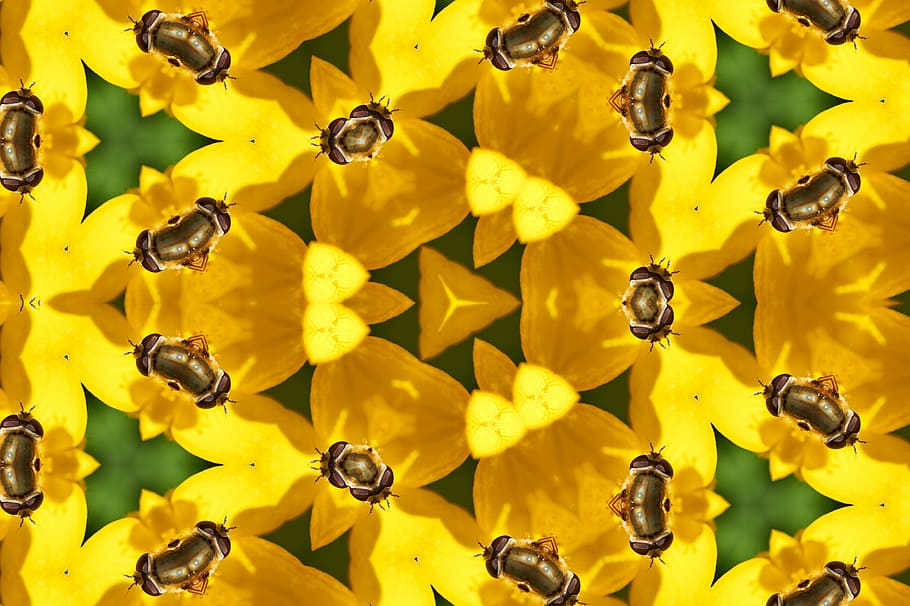 natur, insekt, bi, pollen, sommer, blomst, bestøvning, lyse, plante, honning, blad, honningbi, have, vild, hveps, hummel, gul, blomstrende plante, skønhed i naturen, friskhed, tæt på, kronblad, baggrunde, fuld ramme, skrøbelighed, sårbarhed, blomsterhoved, blomsterstand, ingen mennesker, vækst, dyreliv, dyre temaer, dag, 5K