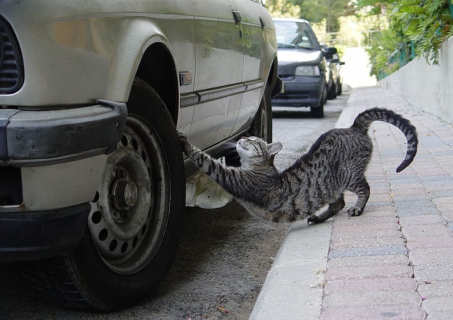 gatto accanto alla macchina, allungare, gatto, pneumatico, acuto, artigli, artigli affilati, auto, strada, mezzi di trasporto, guida, gatto domestico, animali domestici, domestico, temi animali, mammifero, animale, modo di trasporto, un animale, veicolo a motore, felino, veicolo terrestre, vertebrato, città, giorno, nessuno, ruota, baffo, 1080P