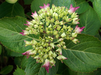 hydrangea, berwarna merah muda, menanam, daun, bagian tanaman, pertumbuhan, keindahan di alam, warna hijau, merapatkan, bunga, tanaman berbunga, kesegaran, alam, kerapuhan, tidak ada orang, kerentanan, hari, di luar rumah, warna merah jambu, fokus pada latar depan, daun bunga, tunas, kepala bunga, Daun-daun, 4K, CC0, domain publik, bebas royalti