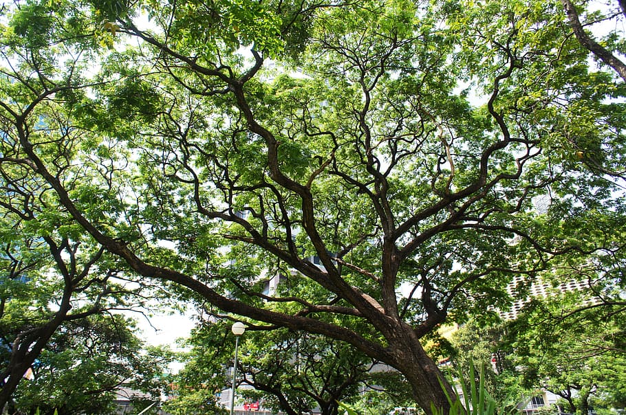arbre, parc verdoyant, feuille, la nature, couronne, vert, parc, forêt, en plein air, branche, plante, arrière-plans, été, journée, couleur verte, environnement, des bois, faible angle de vue, croissance, beauté dans la nature, personne, tranquillité, tronc d'arbre, tronc, ciel, paysages - nature, plein cadre, terre, lumière du soleil, canopée, 2K