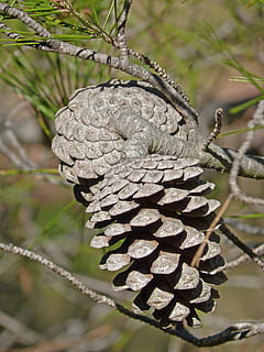 pi, arbre, bosc, natural, de fulla perenne, disminuir, branca, paisatge, naturalesa, a l'aire lliure, centrar-se en primer pla, primer pla, dia, planta, cap gent, pinya de pi, patró natural, patró, creixement, bellesa a la natura, textura, tranquil·litat, llum solar, menjar, marró, enfocament selectiu, arbre de coníferes, 4K, CC0, domini públic, lliure de regalies