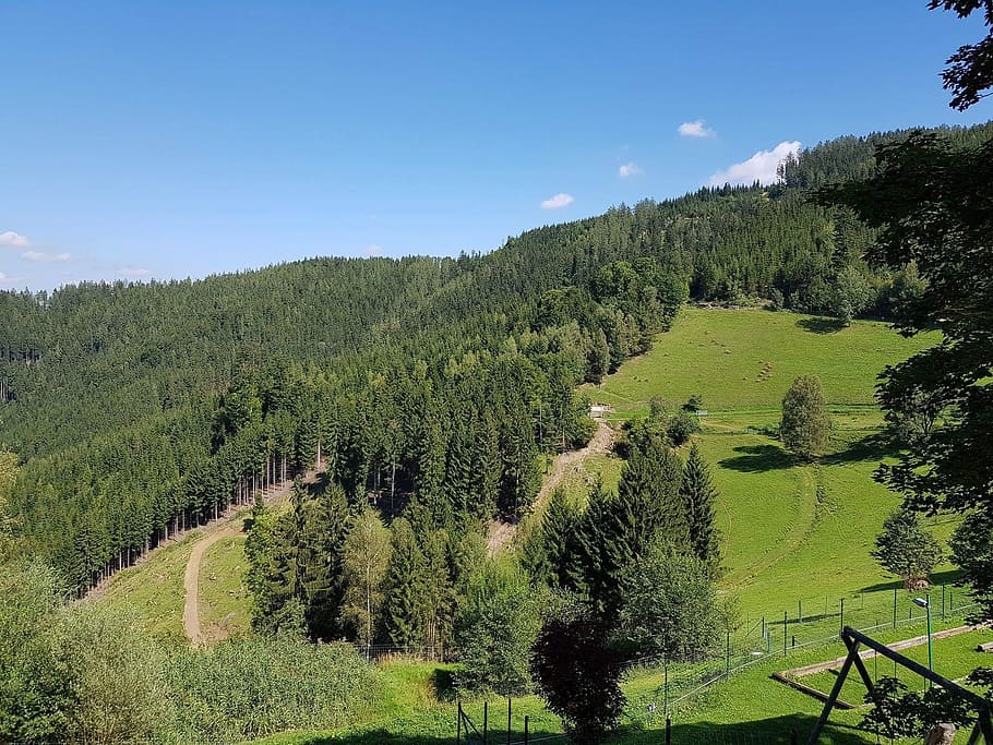 Wald, Steigung, Berg, Bäume, Landschaft, Natur, Forstwirtschaft, Pflanze, Baum, Schönheit in der Natur, Wachstum, Himmel, ruhige Szene, grüne Farbe, Ruhe, Szenen - Natur, Land, Tag, Nicht-städtische Szene, idyllisch, Feld, keine Leute, Sonnenlicht, Umgebung, Gras, draußen, 1080P