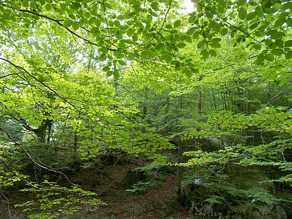 buk, park, Natura, drzewo, roślina, las, wylądować, zielony kolor, wzrost, piękno natury, spokój, spokojna scena, żadnych ludzi, dzień, listowie, bujne liście, Oddział, scenics - natura, scena pozamiejska, woda, na dworze, idylliczny, lesisty teren, Las deszczowy, 4K, CC0, domena publiczna, darmowe zdjęcia