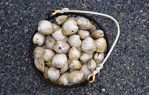 clams, cape cod, shellfish, seafood, massachusetts, beach, directly above, food and drink, large group of objects, no people, healthy eating, day, close-up, food, outdoors, freshness, wellbeing, high angle view, vegetable, still life, abundance, spice, market, raw food, container, garlic, garlic clove, 4K, CC0, public domain, royalty free