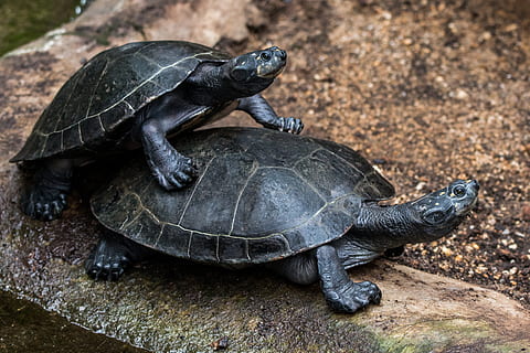 Două, broască țestoasă, maro, beton, suprafaţă, broasca testoasa, de tancuri, tortoise shell, târâtoare, animale tematice, animal, animale sălbatice, animale vertebrate, testoasa, animale în sălbăticie, un animal, nici o persoana, a închide, să se concentreze asupra primelor elemente, natură, zi, coajă de animale, coajă, vedere în unghi mare, în aer liber, 4K, CC0, domeniu public, fără drepturi de autor