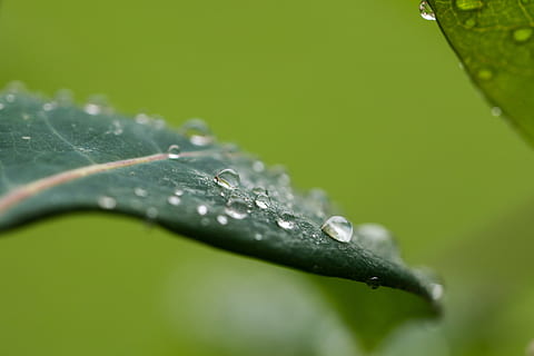 gocciolare, pioggia, foglia, macro, bagnato, goccia di pioggia, far cadere, parte vegetale, acqua, pianta, avvicinamento, colore verde, nessuno, messa a fuoco selettiva, fragilità, bellezza nella natura, freschezza, vulnerabilità, natura, crescita, purezza, rugiada, all'aperto, filo d'erba, 4K, CC0, dominio pubblico, privo di copyright