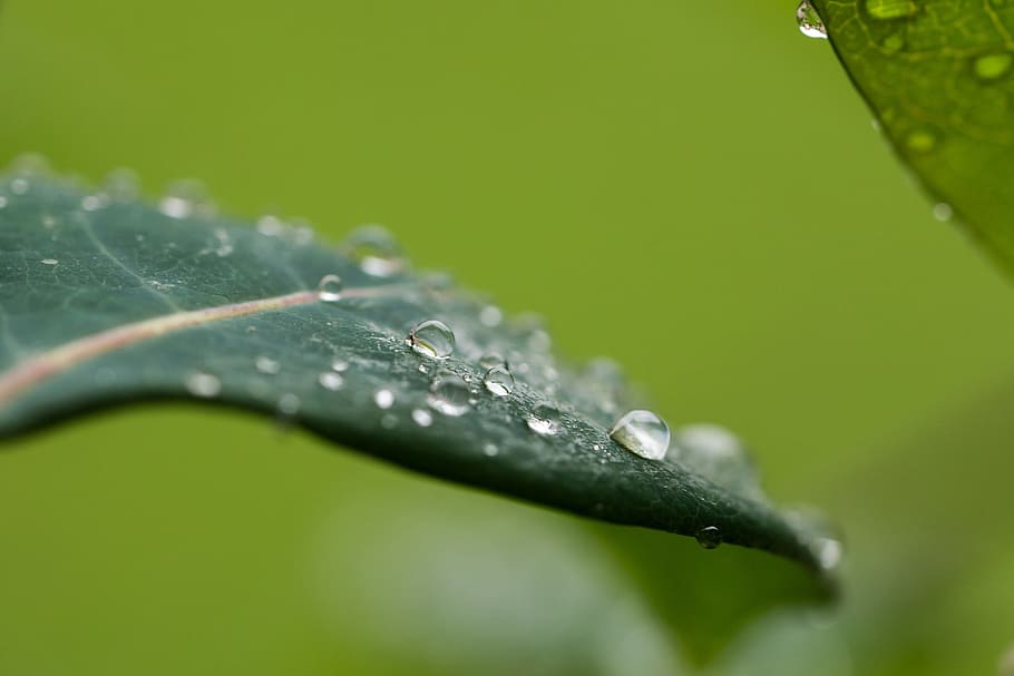 gocciolare, pioggia, foglia, macro, bagnato, goccia di pioggia, far cadere, parte vegetale, acqua, pianta, avvicinamento, colore verde, nessuno, messa a fuoco selettiva, fragilità, bellezza nella natura, freschezza, vulnerabilità, natura, crescita, purezza, rugiada, all'aperto, filo d'erba, 4K