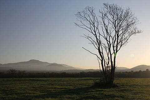 halla, ranxo, posta de sol, cel, planta, escena tranquil·la, tranquil·litat, arbre, escenics - natura, paisatge, bellesa a la natura, medi ambient, terra, arbre nu, escena no urbana, camp, cap gent, muntanya, naturalesa, cel clar, remot, herba, branca, a l'aire lliure, aïllat, 5K, CC0, domini públic, lliure de regalies