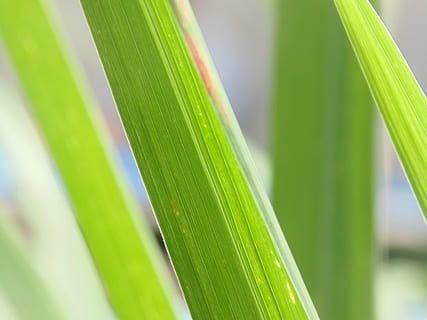 macro, sai, verde, Câmera, sony, cor verde, parte da planta, folha, crescimento, plantar, natureza, fechar-se, beleza na natureza, ninguém, dia, frescura, foco seletivo, ao ar livre, focar em primeiro plano, grama, luz solar, Palmeira, botânica, clima tropical, origens, lâmina de grama, folha de palmeira, 5K, CC0, domínio público, royalty free