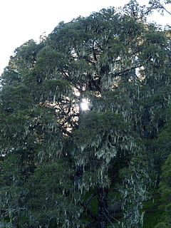 arbre, teixir, vell, cobert, bemoost, la filatura va significar, reticular, trena, baralla normal, usnea filipendula, penjant, barba trenada, pruïja de barber, usnea, blanquinós, blanc, gris, gris blanquinós, depenen, cap gent, bosc, naturalesa, a l'aire lliure, dia, planta, creixement, terra, medi ambient, fullatge, exuberant fullatge, color verd, aigua, cel, desafiament, bellesa a la natura, llibertat, tranquil·litat, oportunitat, 4K, CC0, domini públic, lliure de regalies