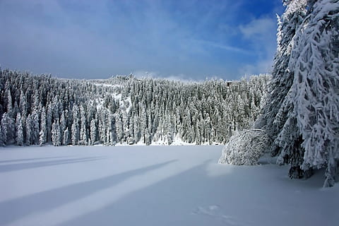alberi di pino, coperto, fotografia di neve, inverno, la neve, invernale, freddo, bianca, blu, luce, congelato, innevato, umore, paesaggio innevato, foresta invernale, nevoso, lago, foresta, natura, alberi, conifere, abeti, alberi d'inverno, Germania, foresta Nera, neve alta, Natale, magia della neve, sogno invernale, Mummelsee, sport invernali, solitudine, silenzioso, sfondo, ombra, nuvole, nube, lunga ombra, temperatura fredda, albero, bellezza nella natura, scena tranquilla, pianta, scenics - natura, la tranquillità, cielo, Colore bianco, nessuno, copertura, nuvola - cielo, giorno, scena non urbana, ambiente, bosco, all'aperto, montagna innevata, Pino, tempo estremo, neve polverosa, albero di conifere, 2K, CC0, dominio pubblico, privo di copyright