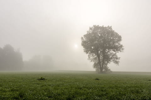 dimma, träd, landskap, skog, natur, mystisk, vinter-, himmel, höst, kulle, trädgård, belysning, naturskön, väder humör, moln, humör, kväll, logga, Sol, stort träd, parkera, grön, fält, bakljus, kontrast, landskapets natur, växt, miljö, skönhet i naturen, gräs, lugn plats, lugn, scenics - natur, landa, tillväxt, inget folk, icke-urbana scenen, grön färg, dag, utomhus, dimmig, 5K, CC0, offentligt domän, royaltyfria