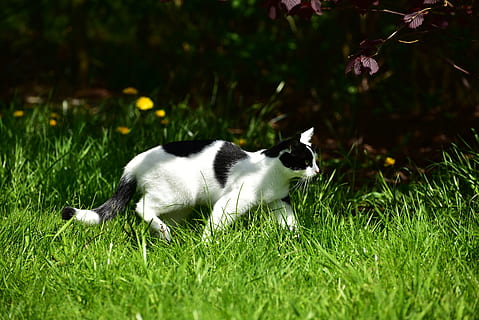 gatto, sole, inferno, ombra, spione, gatto domestico, mieze, tranquillo, calmo, natura, calore, fotografia naturalistica, animale, partire, un animale, erba, pianta, mammifero, animali domestici, temi animali, domestico, vertebrato, colore verde, terra, campo, felino, nessuno, crescita, rilassamento, baffo, 2K, CC0, dominio pubblico, privo di copyright