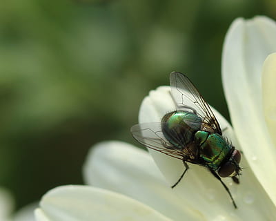 a zbura, insectă, aripă, închide, macro, animal, insectă de zbor, verde, inflori, a inflori, natură, fotografie din fauna salbatica, insecte zburătoare, un animal, nevertebrat, animale tematice, animale în sălbăticie, animale sălbatice, a închide, animal aripă, să se concentreze asupra primelor elemente, housefly, zi, Culoarea verde, plantă, nici o persoana, selectiv, frumusețe în natură, în aer liber, 1080P, CC0, domeniu public, fără drepturi de autor