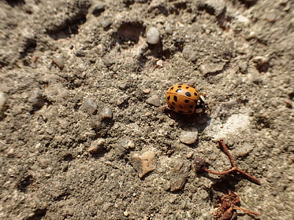 marieta, escarabat, groc, insecte, temes d'animals, fauna animal, animal, animals a la natura, un animal, invertebrat, naturalesa, dia, cap gent, primer pla, centrar-se en primer pla, a l'aire lliure, tacat, vista d’angle alt, enfocament selectiu, textura, llum solar, 1080P, CC0, domini públic, lliure de regalies