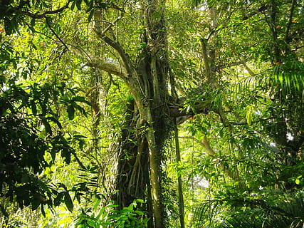copac mare, luxuriant, umbrit, frunze, verde, pădure, copac, plantă, creştere, trunchi de copac, Culoarea verde, trompă, teren, frumusețe în natură, natură, liniște, zi, frunziş, luxuriant frunziș, lumina soarelui, parte a plantelor, nici o persoana, în aer liber, pădure tropicală, copac copac, bambus - planta, 2K, CC0, domeniu public, fără drepturi de autor