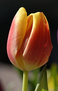 tulp, bloem, de lente, dichtbij, rood, bloesem, bloeien, geel, kleurrijk, rode tulpen, kleur, groen, fabriek, natuur, detailopname, versheid, geen mensen, zwarte achtergrond, breekbaarheid, bloeiende plant, kwetsbaarheid, bloemblad, schoonheid in de natuur, bloemhoofd, bloeiwijze, groei, focus op de voorgrond, studio opname, plant stengel, 4K, CC0, publiek domein, royaltyvrij