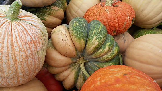 oransje, grønn, squash, gresskar, stor, falle, høst, innhøsting, oktober, mat og Drikke, mat, spise sunt, friskhet, velvære, grønnsak, frukt, variasjon, marked, ingen folk, stilleben, nærbilde, organisk, valg, høy vinkel visning, detaljhandel, stor gruppe gjenstander, til salgs, gourd, moden, 4K, CC0, offentlig domene, opphavsrett gratis