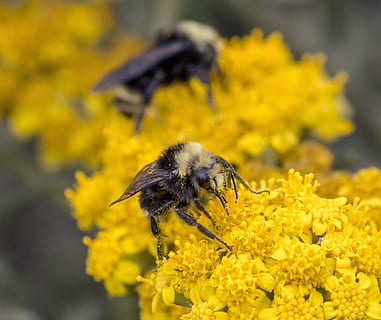 mehiläiset, lähikuva, luonto, makro, hyönteinen, kukka, siitepöly, keltainen, hunaja, kiinni, puutarha, mesi, kasvi, vika, pölyttää, väri-, pollinating, työskentely, pölyttäjä, väri, hauraus, alttius, eläinten teemoja, yksi eläin, eläimiä, eläinten villieläimet, eläin, tuoreus, selkärangaton, terälehti, kauneus luonnossa, kukka pää, kukinto, mehiläinen, pölytys, ei ihmisiä, ulkona, 1080P, CC0, public domain, rojaltivapaa