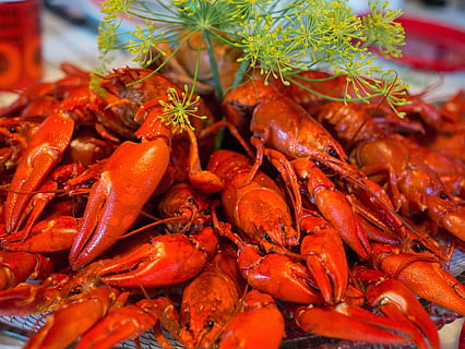 lobster, udang karang, makan malam, jatuh, makanan, kepiting, makanan dan minuman, makanan laut, kesegaran, krustasea, tidak ada orang, merapatkan, sekelompok besar objek, merah, makan sehat, kesejahteraan, kelimpahan, warna oranye, hari, siap untuk dimakan, dalam ruangan, masih hidup, matang, piring, tema binatang, dikukus, 2K, CC0, domain publik, bebas royalti