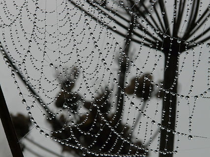 cobweb, morgentau, dew, dewdrop, drip, network, drop, wet, fragility, close-up, vulnerability, spider web, water, no people, focus on foreground, nature, beauty in nature, pattern, day, natural pattern, full frame, spider, outdoors, rain, web, raindrop, 2K, CC0, public domain, royalty free