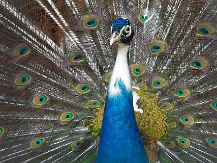 Pfau, Vogel, Stift, tanzen, Schwanz, hell, Tier, Tierthemen, Wirbeltier, Pfauenfeder, Tierwelt, ein Tier, Feder, aufgefächert, Tiere in freier Wildbahn, Tag, Nahansicht, keine Leute, Schönheit in der Natur, männliches Tier, Blau, Natur, Tierkopf, draußen, 4K, CC0, gemeinfrei, lizenzfrei