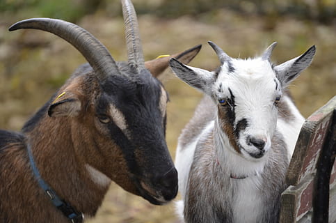 ged, hvid, bock, helvede, billy ged, natur, horn, husdyrge, dyr, pattedyr, dyre temaer, gruppe af dyr, husdyr, fokus på forgrunden, to dyr, dyreliv, hvirveldyr, tæt på, dag, hornede, indenlandske, kæledyr, ingen mennesker, planteædende, dyr hoved, udendørs, 4K, CC0, offentligt domæne, royaltyfrie