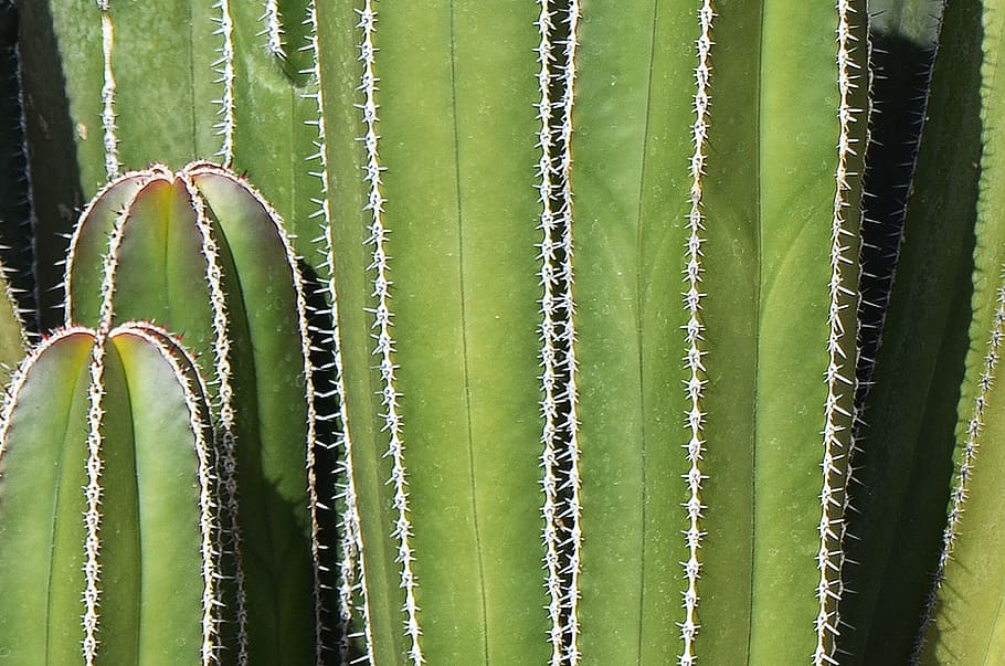 cactus verde, cactus, messicano, sfondo, spine, verde, natura, pianta succulenta, pianta, aloe, colore verde, foglia, spina, crescita, avvicinamento, botanica, macro, sfondi, freschezza, nessuno, giorno, bellezza nella natura, fotogramma intero, modello, all'aperto, campo, la tranquillità, terra, parte vegetale, 2K