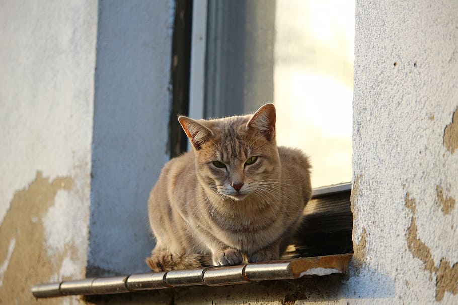 gat, verat, finestra, tardor, resistent, guix de calç, ampit de la finestra, mieze, temes d'animals, felí, animal, gat domèstic, mamífer, un animal, animals domèstics, nacional, mascotes, vertebrats, funció de construcció de parets, mirant la càmera, cap gent, retrat, assegut, dia, relaxació, bigotis, centrar-se en primer pla, gat de gingebre, 5K