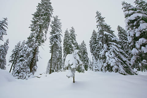 Winter, schneebedeckt, Bäume, winterlich, kalt, Tannenbäume, Nadelbäume, Tannen, Fichte, Schnee, Baum, Pflanze, kalte Temperatur, Säugetier, ein Tier, Schönheit in der Natur, Tierthemen, Tier, Land, weiße Farbe, Natur, in voller Länge, Wald, Tag, Szenen - Natur, keine Leute, Landschaft, Kiefer, draußen, Nadelbaum, 4K, CC0, gemeinfrei, lizenzfrei