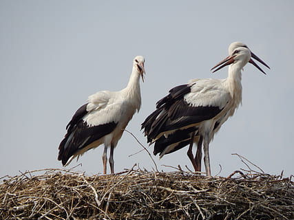 Storks, Birds, Socket, young, bird, animal wildlife, stork, animals in the wild, two animals, animal, group of animals, animal themes, vertebrate, no people, sky, animal nest, clear sky, nature, bird nest, plant, day, white stork, outdoors, beak, animal family, 4K, CC0, public domain, royalty free