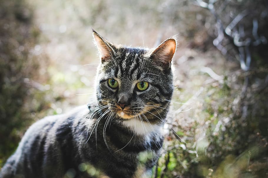 gat gris, selectiu, fotografia, plata, tabby, gat, orella, ull, nas, pell, mascota, profunditat de camp, vida salvatge, fixa't, naturalesa, a l'aire lliure, verd, caminar, salvatge, temes d'animals, animal, un animal, mascotes, nacional, mamífer, animals domèstics, gat domèstic, felí, retrat, centrar-se en primer pla, mirant la càmera, vertebrats, mirant, bigotis, dia, primer pla, cap gent, part del cos dels animals, cap d’animals, ull d’animals, ulls grocs, 4K