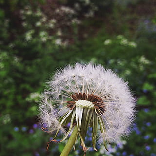 dent de lleó, verd, primavera, naturalesa, flor, verd, primavera, fresc, estiu, herba, prat, càlid, boscos, a l'aire lliure, sol, camp, cel, planta, rural, natural, al matí, fragilitat, cap de flor, flors silvestres, planta amb flors, vulnerabilitat, bellesa a la natura, frescor, centrar-se en primer pla, creixement, primer pla, inflorescència, cap gent, dia, llavor de dent de lleó, suavitat, 1080P, CC0, domini públic, lliure de regalies