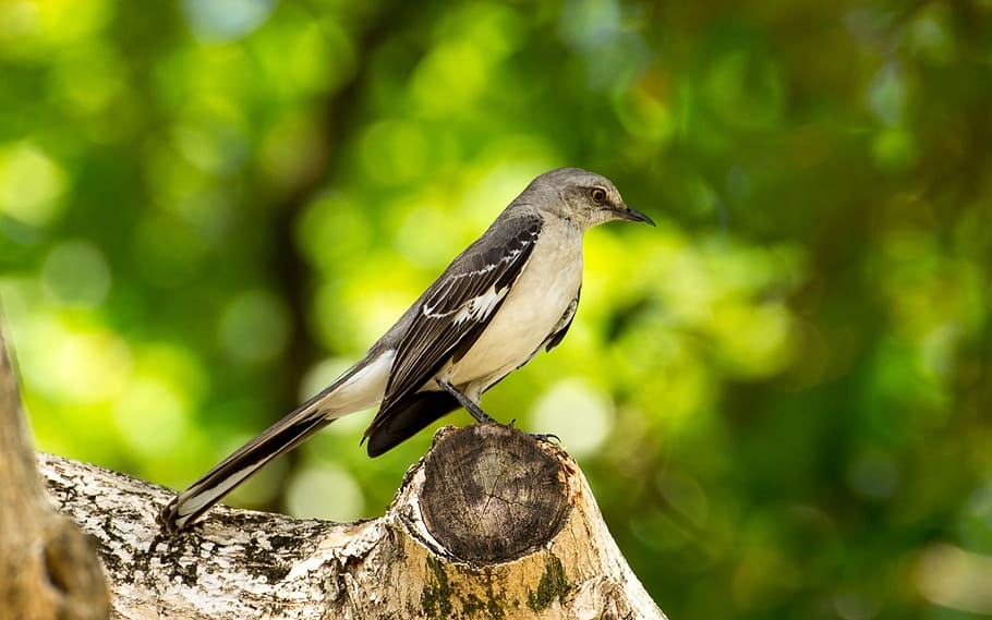 selectiu, focalitzar la fotografia, blanc, negre, posat d’ocells, marró, branca d'un arbre, burla d'ocell, florida, ocell, gris, canta, mockingbird, naturalesa, posat, cantant, vida salvatge, fauna animal, un animal, animals a la natura, temes d'animals, centrar-se en primer pla, cap gent, arbre, animal, vertebrats, dia, longitud completa, branca, primer pla, planta, material de fusta, a l'aire lliure, bellesa a la natura, 1080P