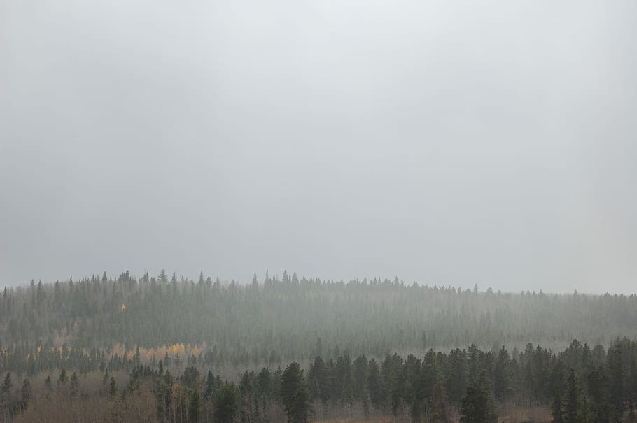 cețos, pădure, timpul zilei, copac, ceaţă, peisaj, aburi, lemn, natură, cer, ploios, pin, plop tremurător, plantă, nici o persoana, scenice - natura, teren, o scenă liniștită, liniște, pini de pădure, mediu inconjurator, frumusețe în natură, zi, Brad, conifer, scenă non-urbană, copac vesnic verde, 2K
