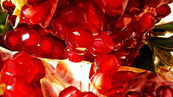 Fruta, granada, árbol, vegetal, naturaleza, comida, maduro, frescura, rojo, de cerca, semilla, alimentación saludable, comida dulce, antioxidante, orgánico, postre, comida vegetariana, refresco, comida y bebida, nadie, fotograma completo, enfoque selectivo, bienestar, planta, belleza en la naturaleza, antecedentes, flor, semillas de granada, naturaleza muerta, cabeza de flor, 8K, CC0, dominio público, libre de derechos