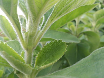 vert, feuille, vert tendre, partie de la plante, couleur verte, plante, fermer, croissance, aliments, Nourriture et boisson, la nature, personne, herbe, beauté dans la nature, fraîcheur, en plein air, arrière-plans, mise au point sélective, médicament, journée, phytothérapie, plein cadre, rosée, 4K, CC0, domaine public, libre de droits