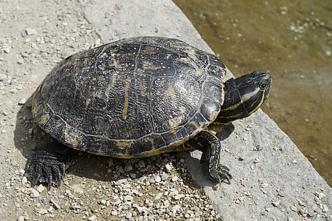 skildpadde, vandskildpadde, dase, panzer, skildpadde skal, tegning, vand, Dam, dyr, sø, krybdyr, hvile, ansigt, portræt, Zoo, væsen, gråand, ved dammen, på kysten, pansrede, på vandet, natur, dyreliv, dyreskal, dyre temaer, dyr i naturen, et dyr, hvirveldyr, ingen mennesker, skal, jord, dag, høj vinkel visning, udendørs, solid, sollys, tæt på, marine, 5K, CC0, offentligt domæne, royaltyfrie