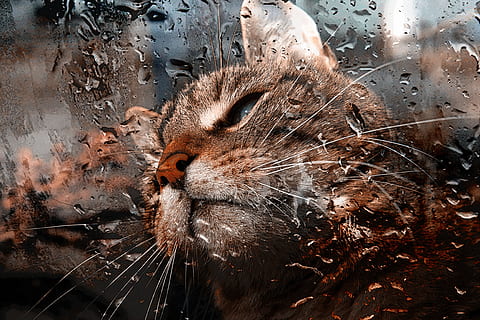 brun katt, katt, vindusrute, utsikt, regndråper, portrett, dyr, huskatt, adidas, kattens øyne, Mieze, skapning, makrell, fluffy, katt ansikt, pattedyr, dyre temaer, ett dyr, ingen folk, nærbilde, våt, dyreliv, værhår, virveldyr, feline, vann, dyr i naturen, dag, natur, kjæledyr, husdyr, dyr hode, 4K, CC0, offentlig domene, opphavsrett gratis