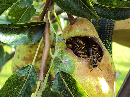 vespe, albero da frutta, pari, insetto, natura, foglia, animale, cibo, all'aperto, temi animali, fauna selvatica, un animale, animali allo stato selvatico, parte vegetale, crescita, pianta, avvicinamento, colore verde, invertebrato, giorno, nessuno, cibo e bevande, gruppo di animali, frutta, 2K, CC0, dominio pubblico, privo di copyright