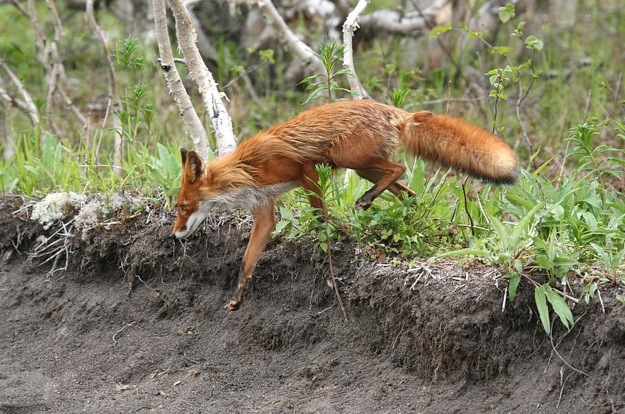 Fuchs, Gehen, Pflanzen, Fuchs, Motte, wildes Biest, Raubtier, Tier, Motte, Treffen, Wald, Straße, ein Tier, Tierwelt, Tiere in freier Wildbahn, Tierthemen, keine Leute, Säugetier, Wirbeltier, Land, Natur, Feld, braun, Pflanze, Haustiere, Tag, Seitenansicht, inländisch, draußen, pflanzenfressend, 1080P