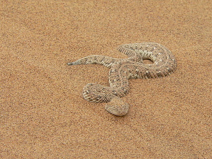 puff adder, serpente, tóxico, areia, réptil, Namíbia, animais selvagens, temas animais, animal, terra, um animal, animais em estado selvagem, visão de alto ângulo, ninguém, vertebrado, natureza, de praia, dia, ao ar livre, lagarto, mar, Castanho, agua, marinho, 1080P, CC0, domínio público, royalty free