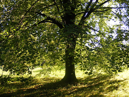 arbre, verd llima, ombra, sol, naturalesa, Lima, verd, tronc de l'arbre, bosc, color verd, a l'aire lliure, planta, creixement, tronc, bellesa a la natura, tranquil·litat, llum solar, terra, cap gent, dia, branca, vista d’angle baix, part de la planta, full, escenics - natura, copa de l'arbre, 2K, CC0, domini públic, lliure de regalies