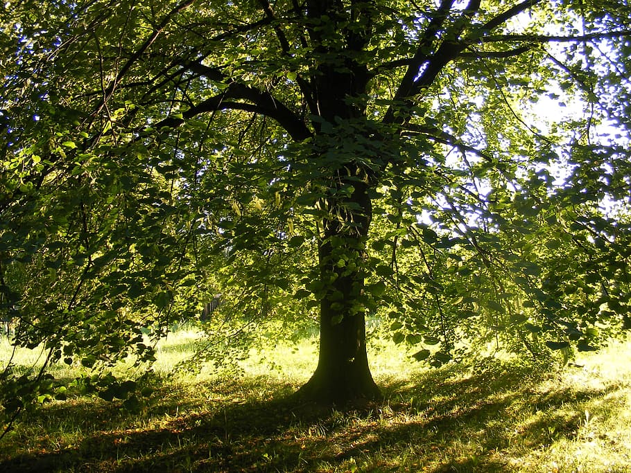 arbre, verd llima, ombra, sol, naturalesa, Lima, verd, tronc de l'arbre, bosc, color verd, a l'aire lliure, planta, creixement, tronc, bellesa a la natura, tranquil·litat, llum solar, terra, cap gent, dia, branca, vista d’angle baix, part de la planta, full, escenics - natura, copa de l'arbre, 2K