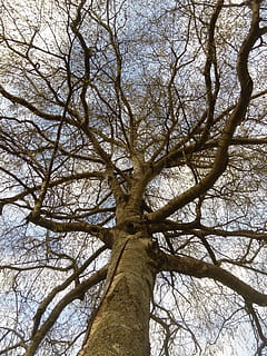 albero, vigore, natura, pianta, energia naturale, radicato, natura selvaggia, umore, tribù, legna, riposo, rilassare, vecchio albero, tronco, tronco d'albero, Inquadratura dal basso, ramo, albero nudo, cielo, nessuno, crescita, la tranquillità, giorno, bellezza nella natura, alto - alto, all'aperto, terra, scenics - natura, foresta, baldacchino di albero, direttamente sotto, 4K, CC0, dominio pubblico, privo di copyright