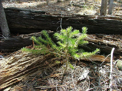 seedling, pine, tree, grow, green, forest, sapling, nature, plant, growth, day, no people, green color, wood - material, land, high angle view, field, outdoors, plant part, grass, sunlight, leaf, tranquility, beauty in nature, wood, close-up, 1080P, CC0, public domain, royalty free