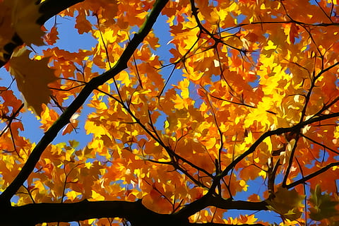 follaje de otoño, oro naranja, arce, ligero, fuego de otoño, colores otoñales, árbol, estético, hojas, otoño, planta, rama, cambio, belleza en la naturaleza, amarillo, vista de ángulo bajo, parte de la planta, naturaleza, crecimiento, hoja, color naranja, nadie, día, hoja de arce, árbol de arce, al aire libre, antecedentes, vulnerabilidad, condición natural, colección de otoño, 5K, CC0, dominio público, libre de derechos